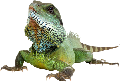 Productos Para Reptiles - MI MASCOTA FELDAN