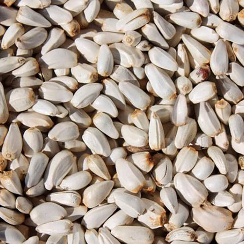 semillas de cártamo/cardí a granel